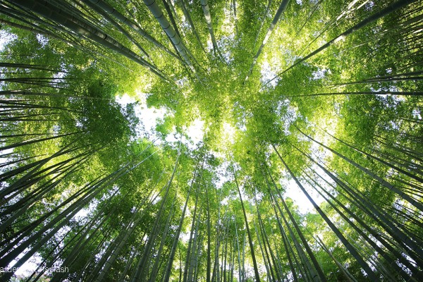 Il Presidente Mattarella sul contrasto al cambiamento climatico