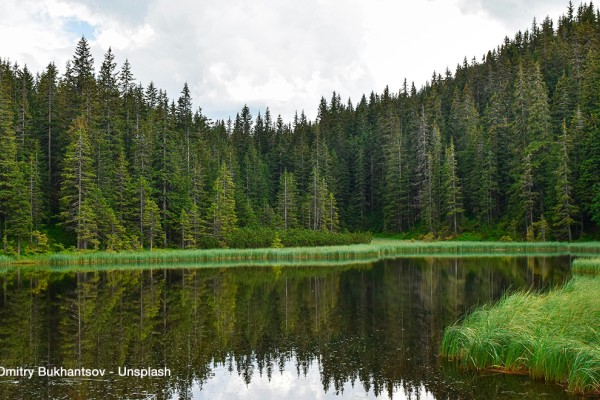 Deforestazione: slittano le scadenze per l’applicazione della legge Ue